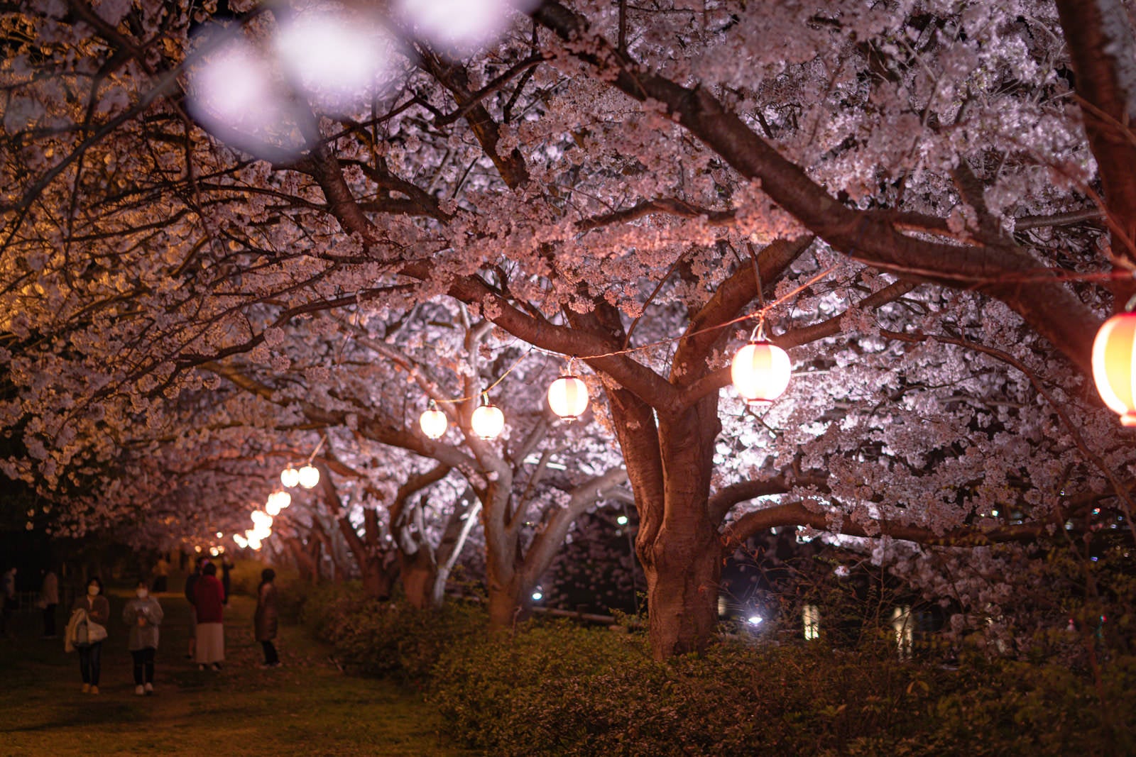 「夜桜の提灯のあかり」の写真