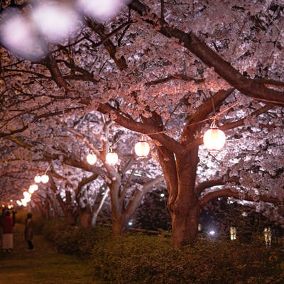 夜桜の提灯のあかりの写真