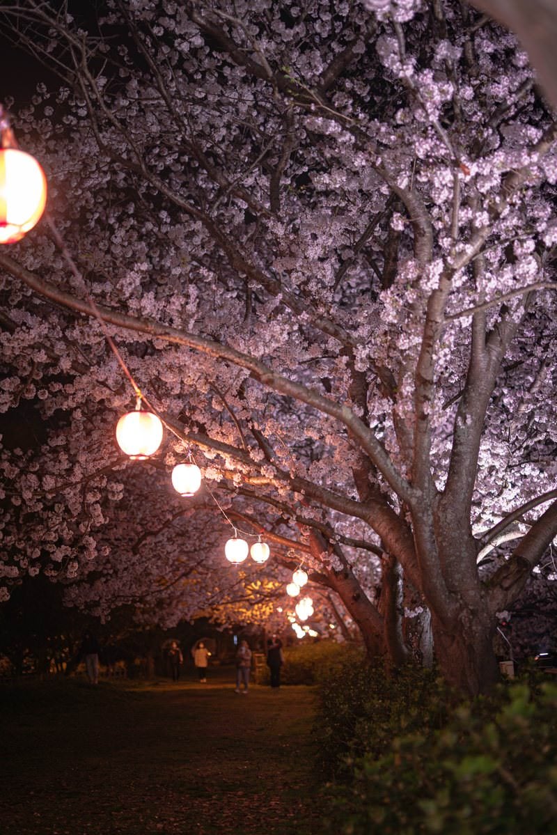 「夜のお花見風景と提灯の明かり」の写真