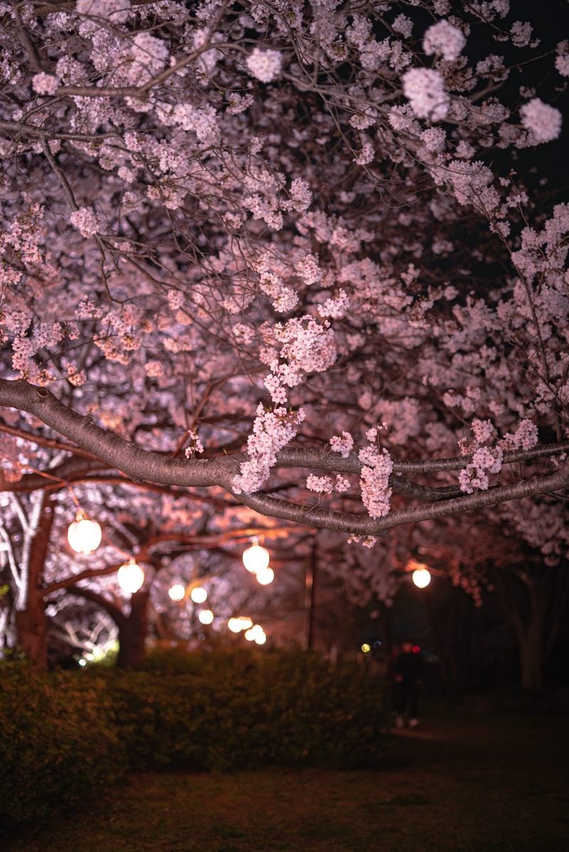 「夜の満開の桜」の写真