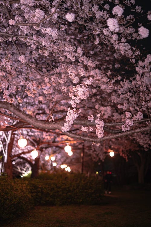 夜の満開の桜の写真