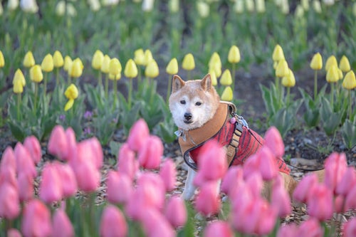 チューリップフェアに散歩へ来た柴犬の写真