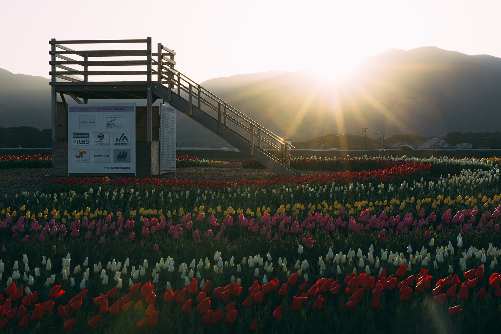 「早朝の福智山の日の出とチューリップフェアの見晴台」の写真