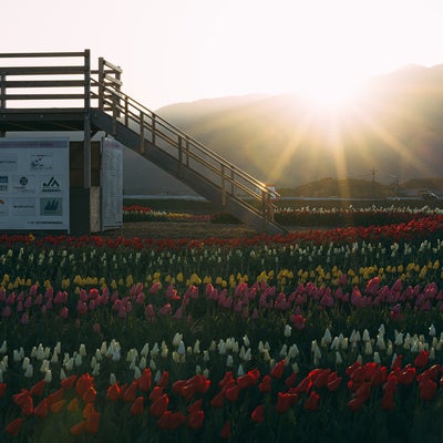 早朝の福智山の日の出とチューリップフェアの見晴台の写真