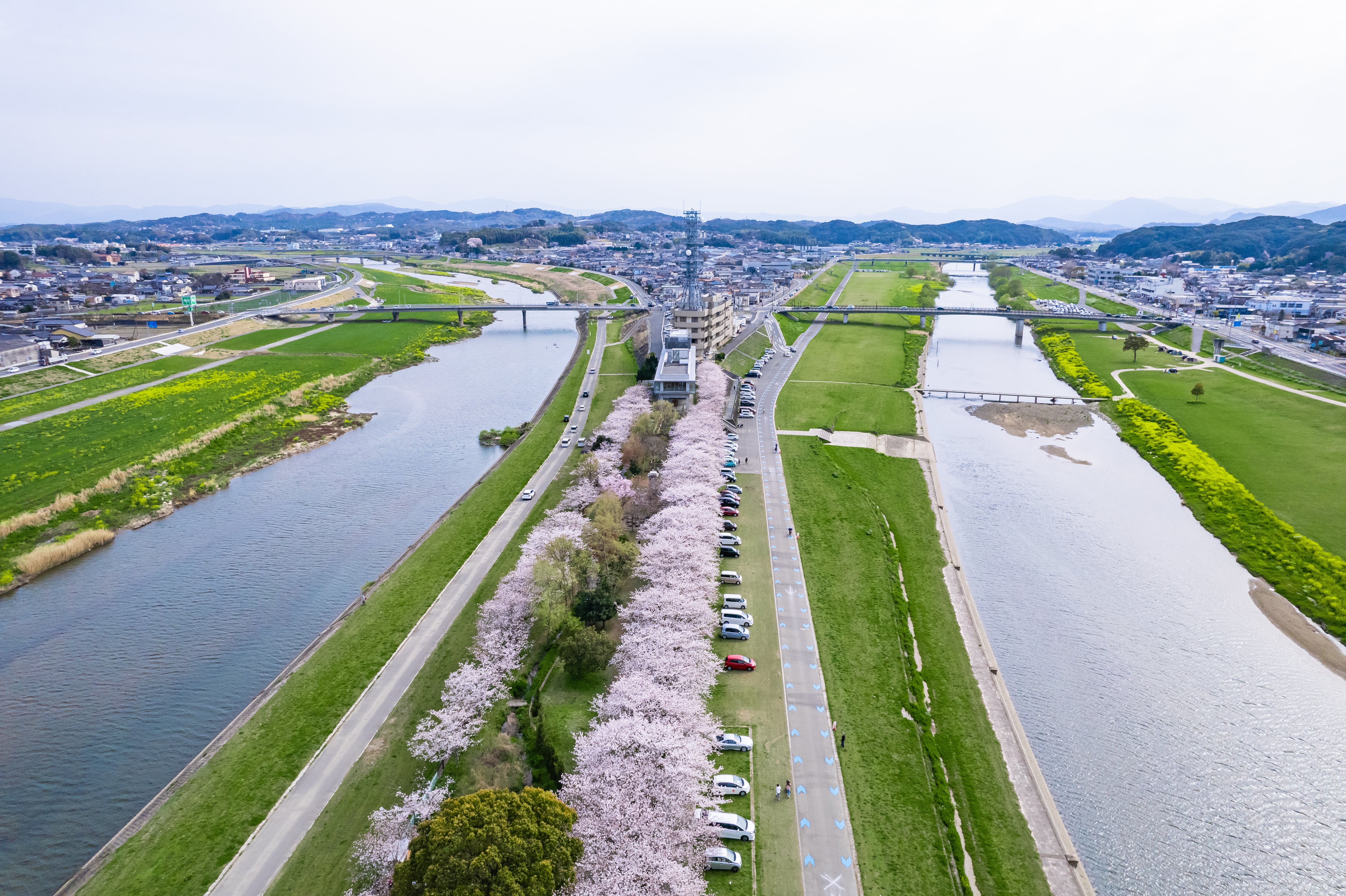 2本の川が交わるのおがた河川敷と桜並木の上空の写真