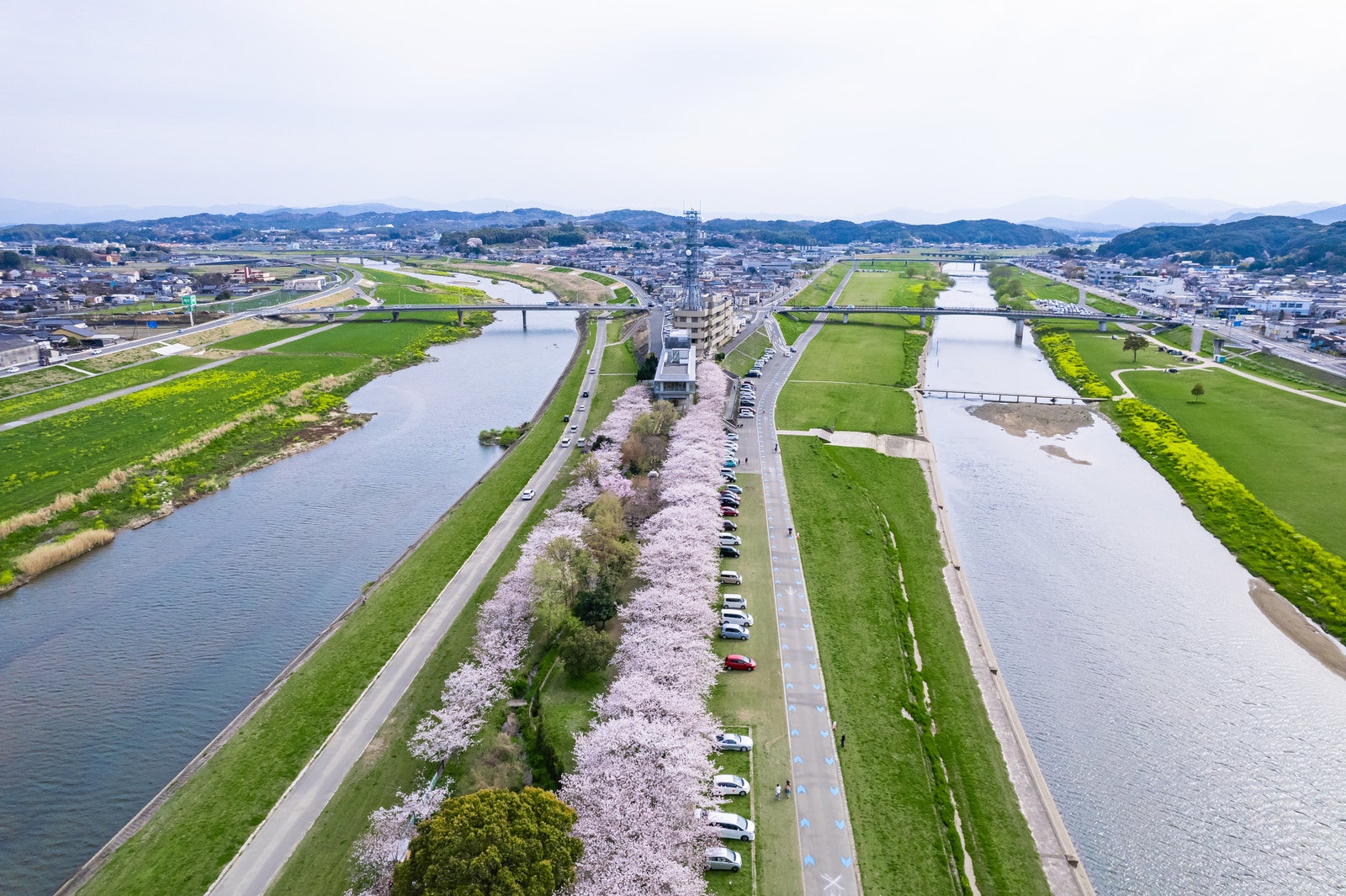 「2本の川が交わるのおがた河川敷と桜並木の上空」の写真