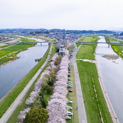 2本の川が交わるのおがた河川敷と桜並木の上空の写真