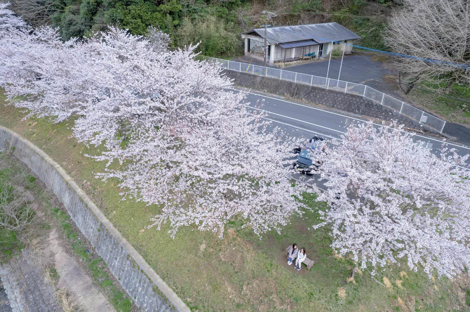 「俯瞰して見る満開の桜と花見客」の写真