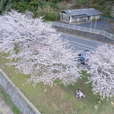 俯瞰して見る満開の桜と花見客の写真