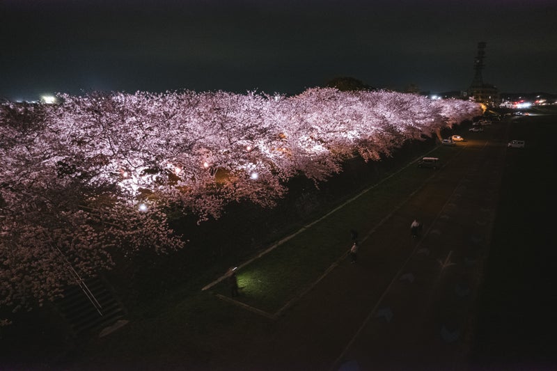 直方中ノ島の桜並木ライトアップの写真