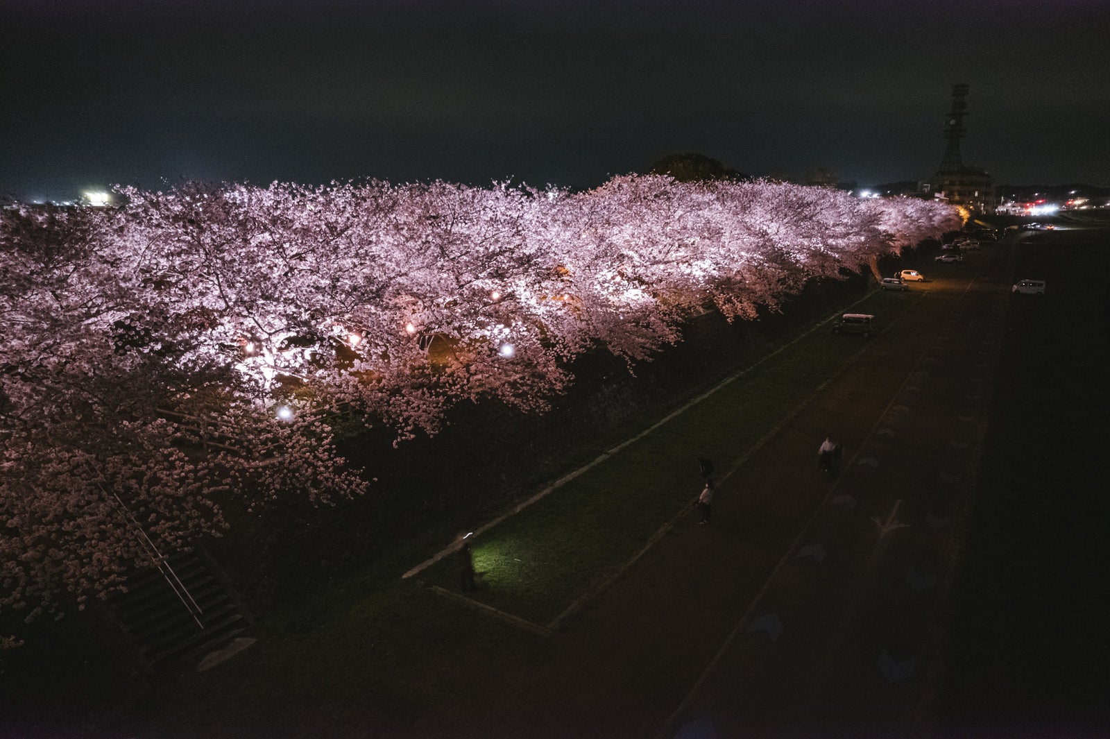 「直方中ノ島の桜並木ライトアップ」の写真