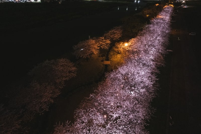 浮かび上がるライトアップした夜桜の写真