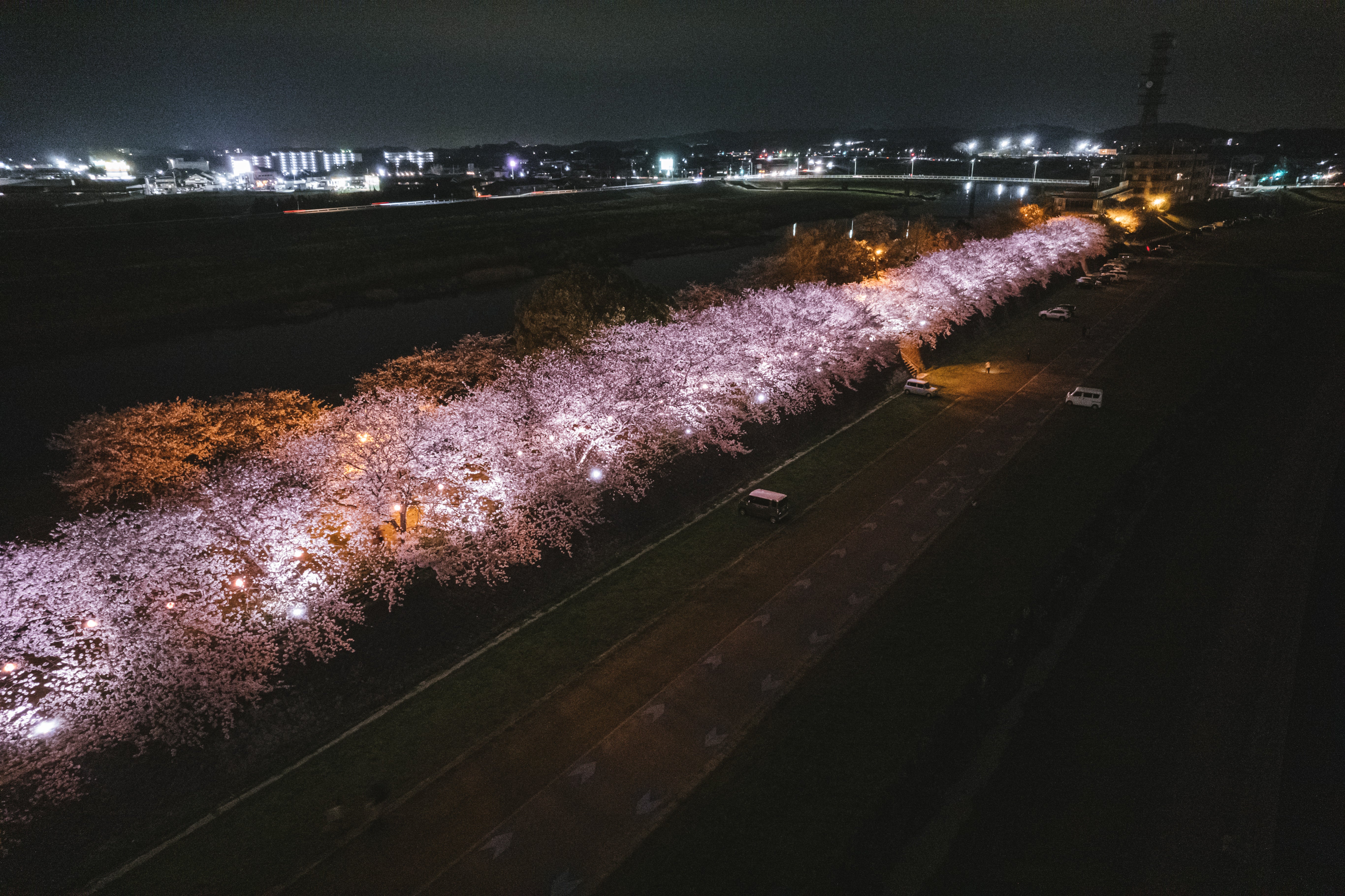 直方市河川敷の暗闇に浮かぶ桜並木の無料の写真素材 - ID.80640