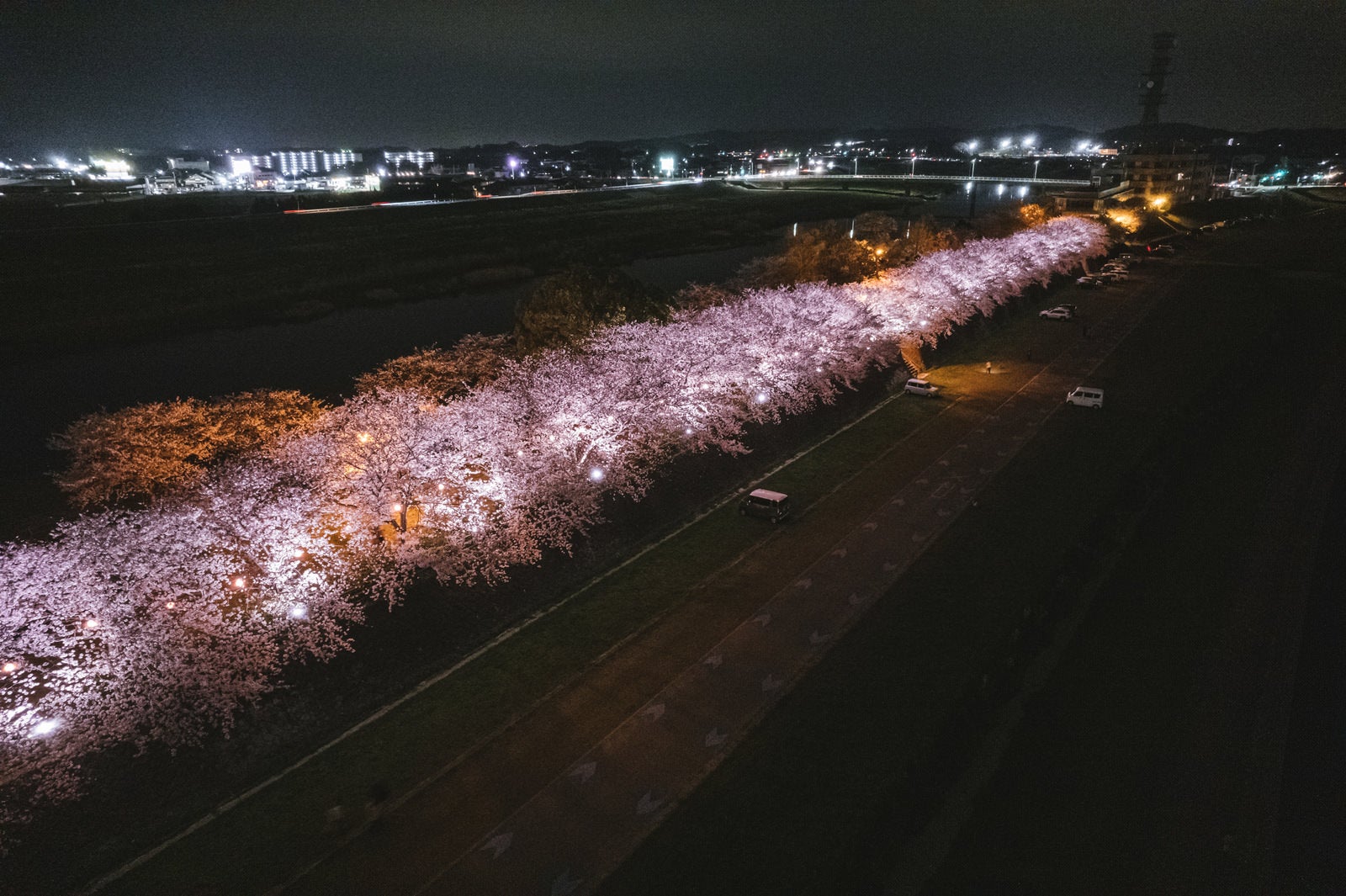 「直方市河川敷の暗闇に浮かぶ桜並木」の写真