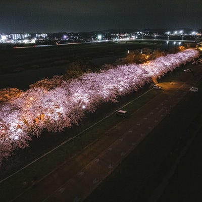 直方市河川敷の暗闇に浮かぶ桜並木の写真
