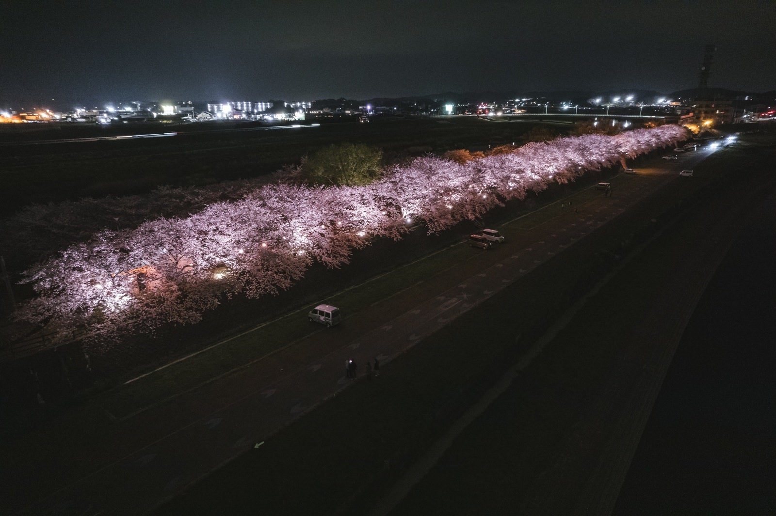 「夜の桜並木と駐車場スペース」の写真
