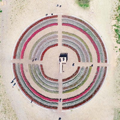 直方市チューリップフェアの円形花壇の様子の写真