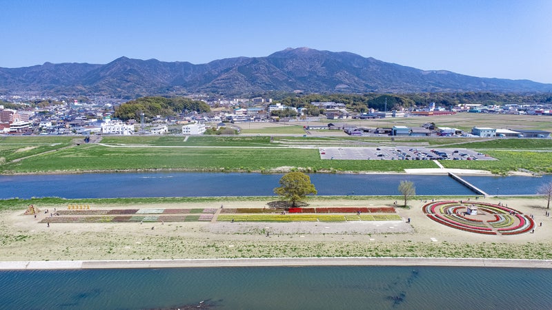 遠賀川河川敷のチューリップフェアの様子と福智山の風景の写真
