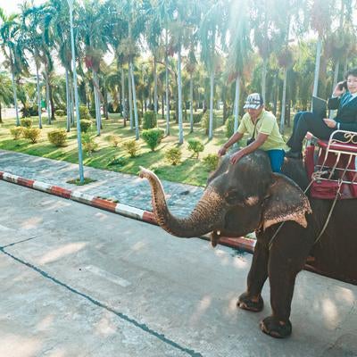 代車が像だったんで遅れます！の写真