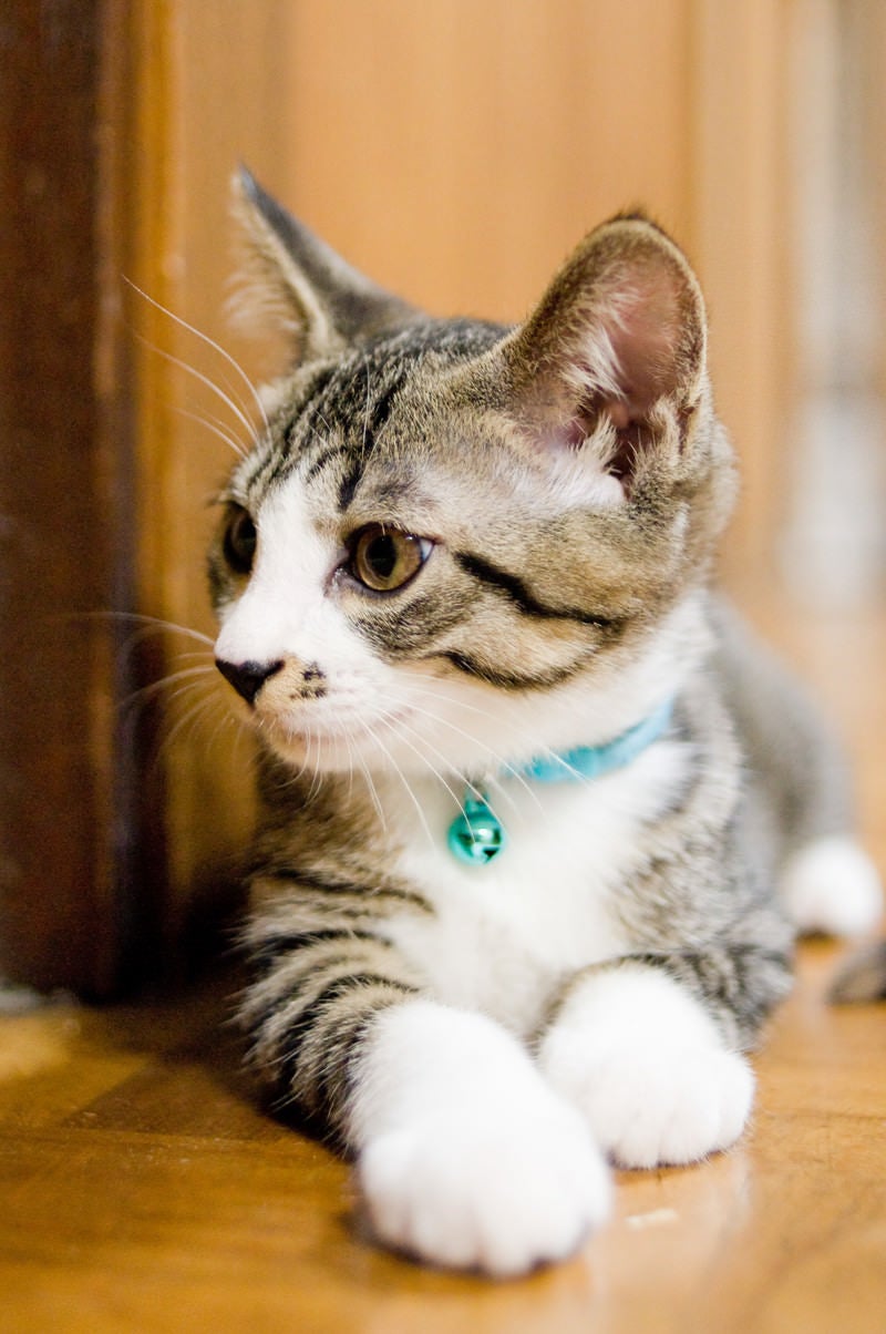 「首輪をつけた子猫」の写真