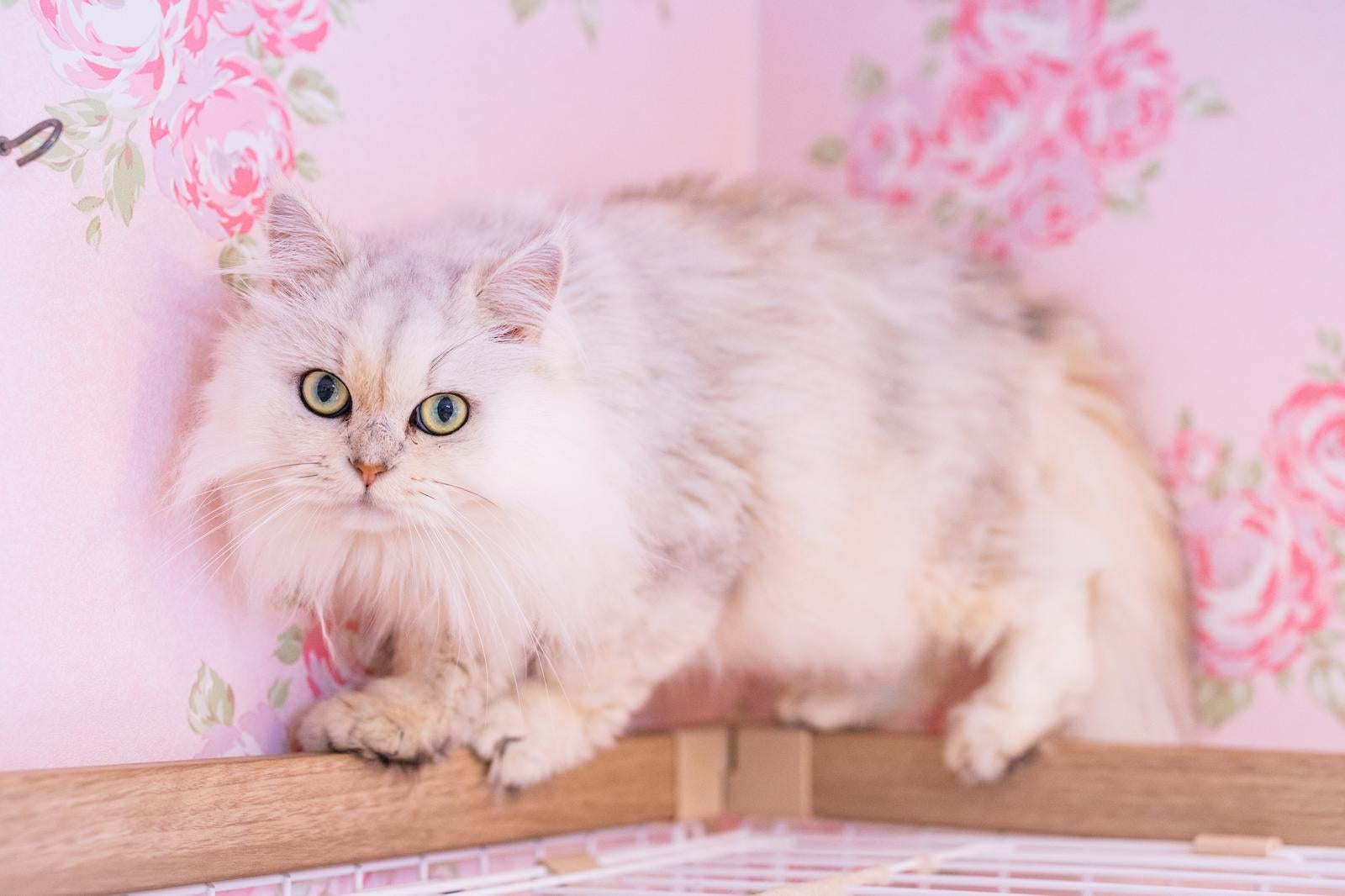 「壁沿いのペルシャ猫」の写真