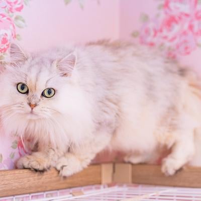 ピンクの花壁沿いに座る白いペルシャ猫のポートレートの写真