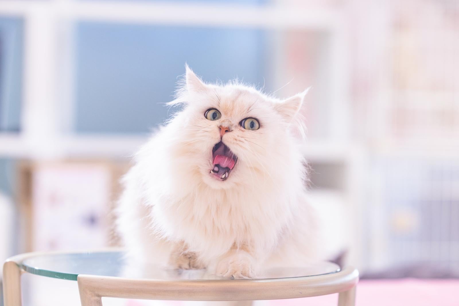 「大きな口であくびをするペルシャ猫」の写真
