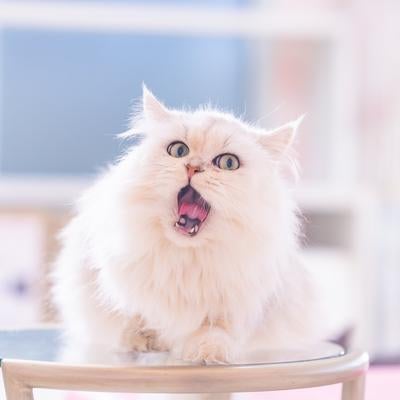 大きな口であくびをするペルシャ猫の写真