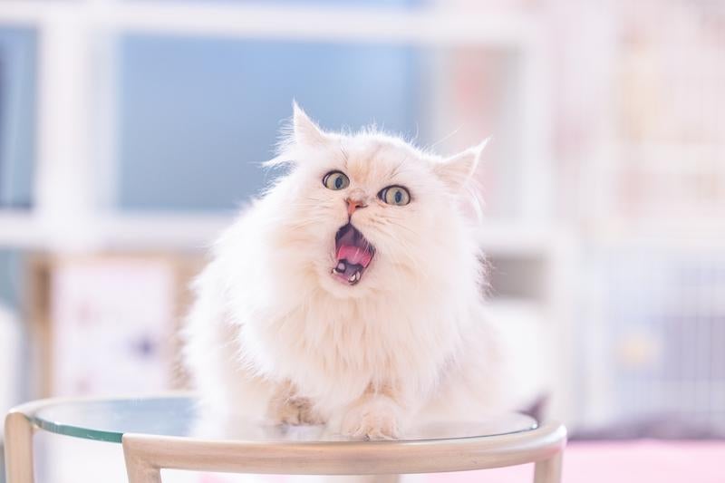 大きな口であくびをするペルシャ猫の写真