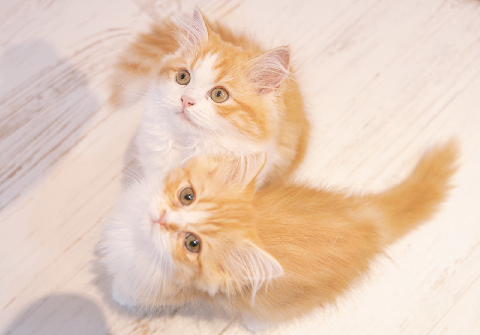 「上を見上げる子猫2匹」の写真