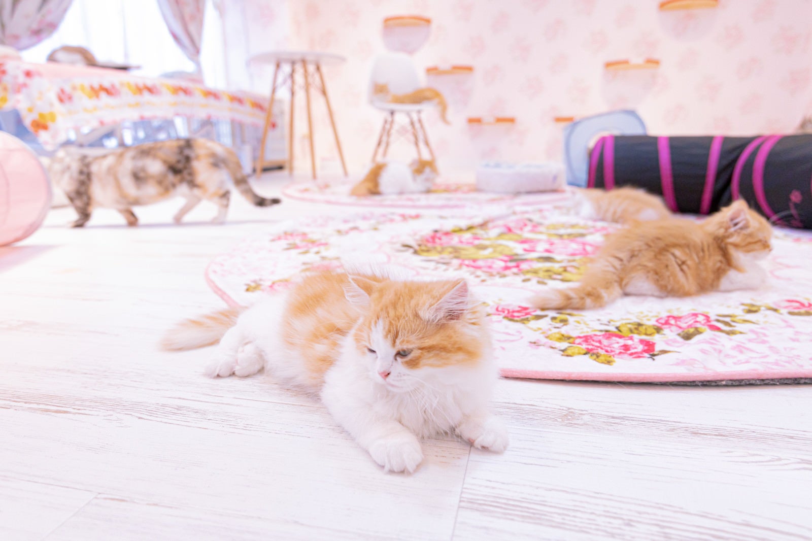 「遊び疲れた猫たち（猫カフェの様子）」の写真