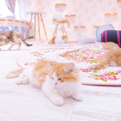 遊び疲れた猫たち（猫カフェの様子）の写真