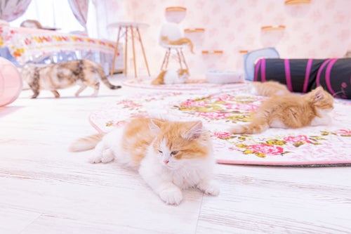 遊び疲れた猫たち（猫カフェの様子）の写真