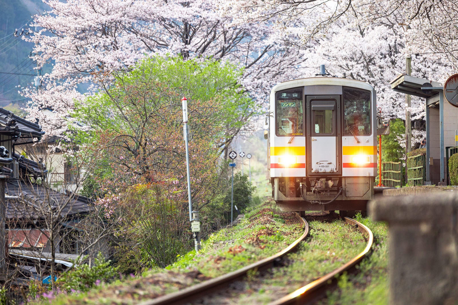 「桜いっぱいの三浦駅と因美線の車両」の写真