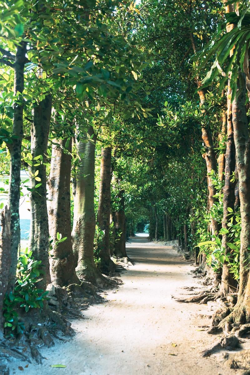 「備瀬のフクギ並木で感じる沖縄の自然」の写真
