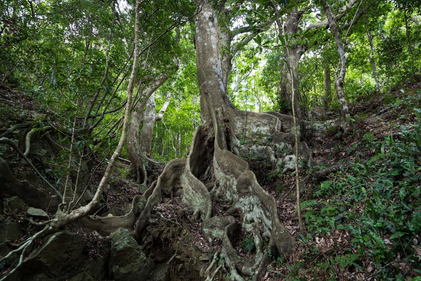 「巨大な根のオキナワウラジロガシ」の写真