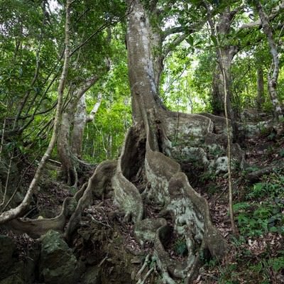 巨大な根のオキナワウラジロガシの写真
