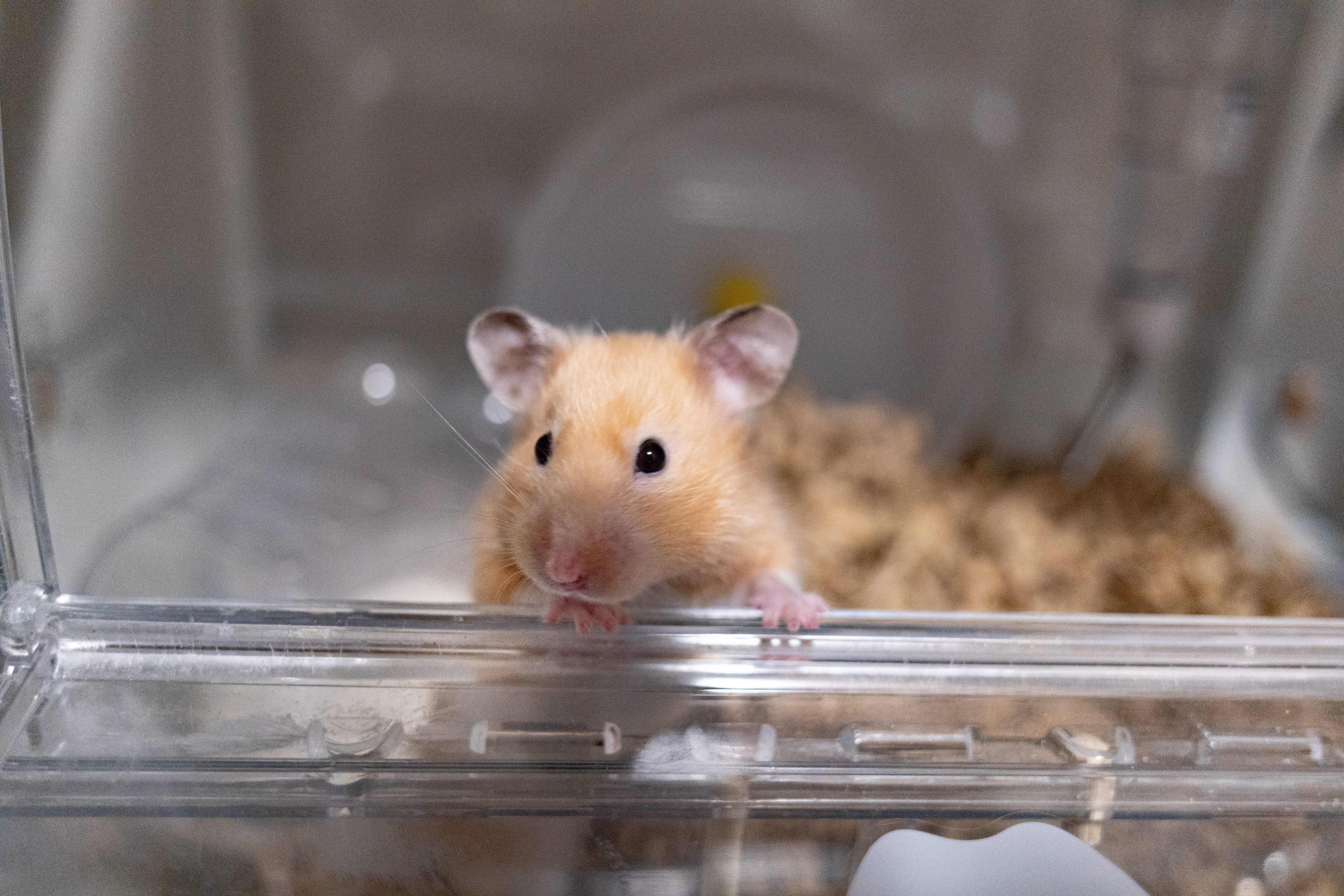 oogiri458A1979.jpg?&download=1