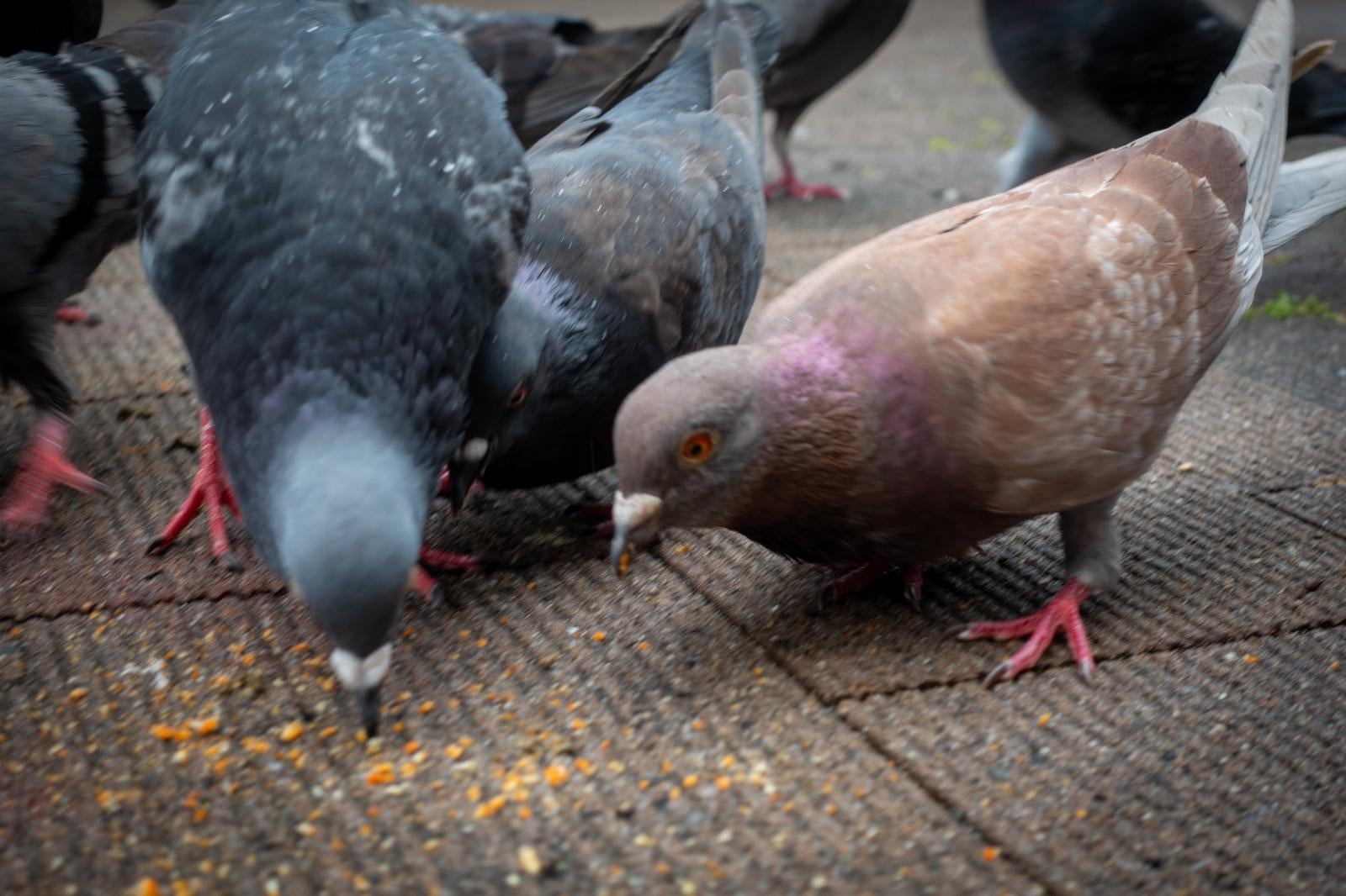 「エサは一日三回 これがホントの鳩トリック」の写真