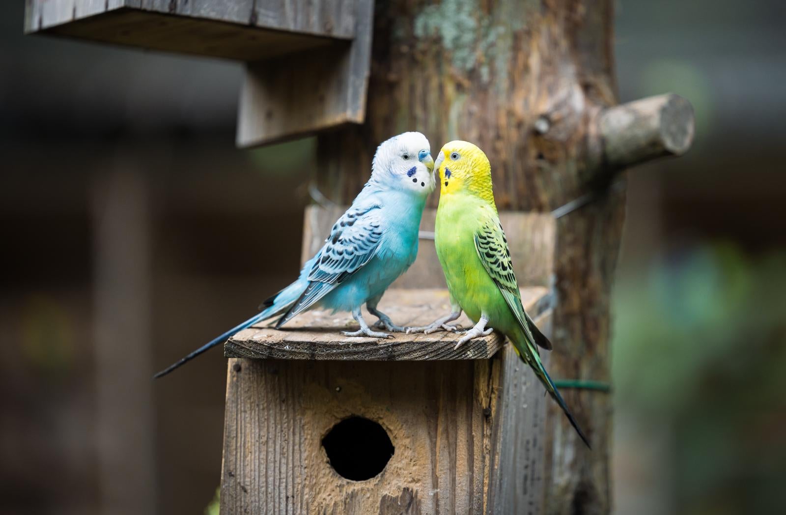 「チュー鳥アル」の写真