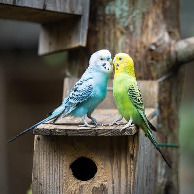 チュー鳥アルの写真