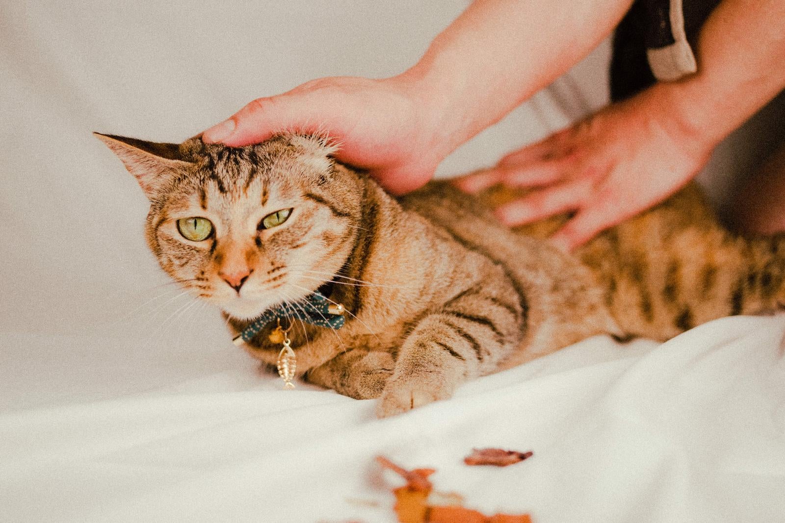 「こいつはオレが惹きつけておくから、お前は先に行け！」の写真