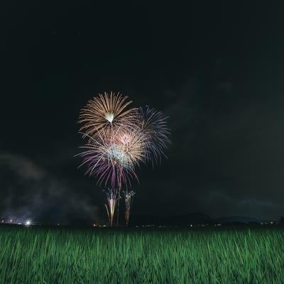 一面の田んぼと中央から打ち上げられた花火（おおた夏祭り）の写真