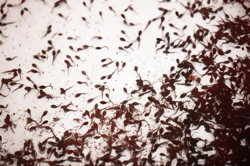 すいませ～ん♪ ファを3匹ください！白い背景を泳ぐおたまじゃくしの