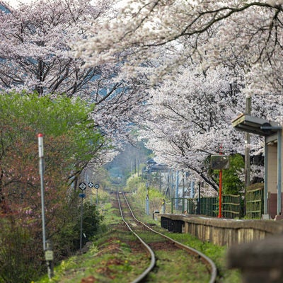 因美線三浦駅を囲む桜並木の写真