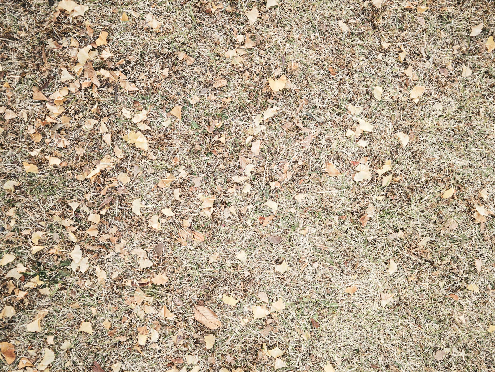 「枯れた芝生と銀杏の落葉（テクスチャー）」の写真