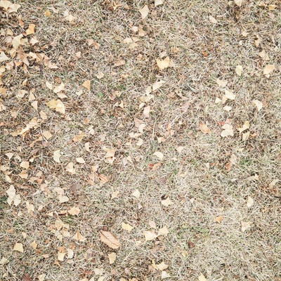 枯れた芝生と銀杏の落葉（テクスチャー）の写真