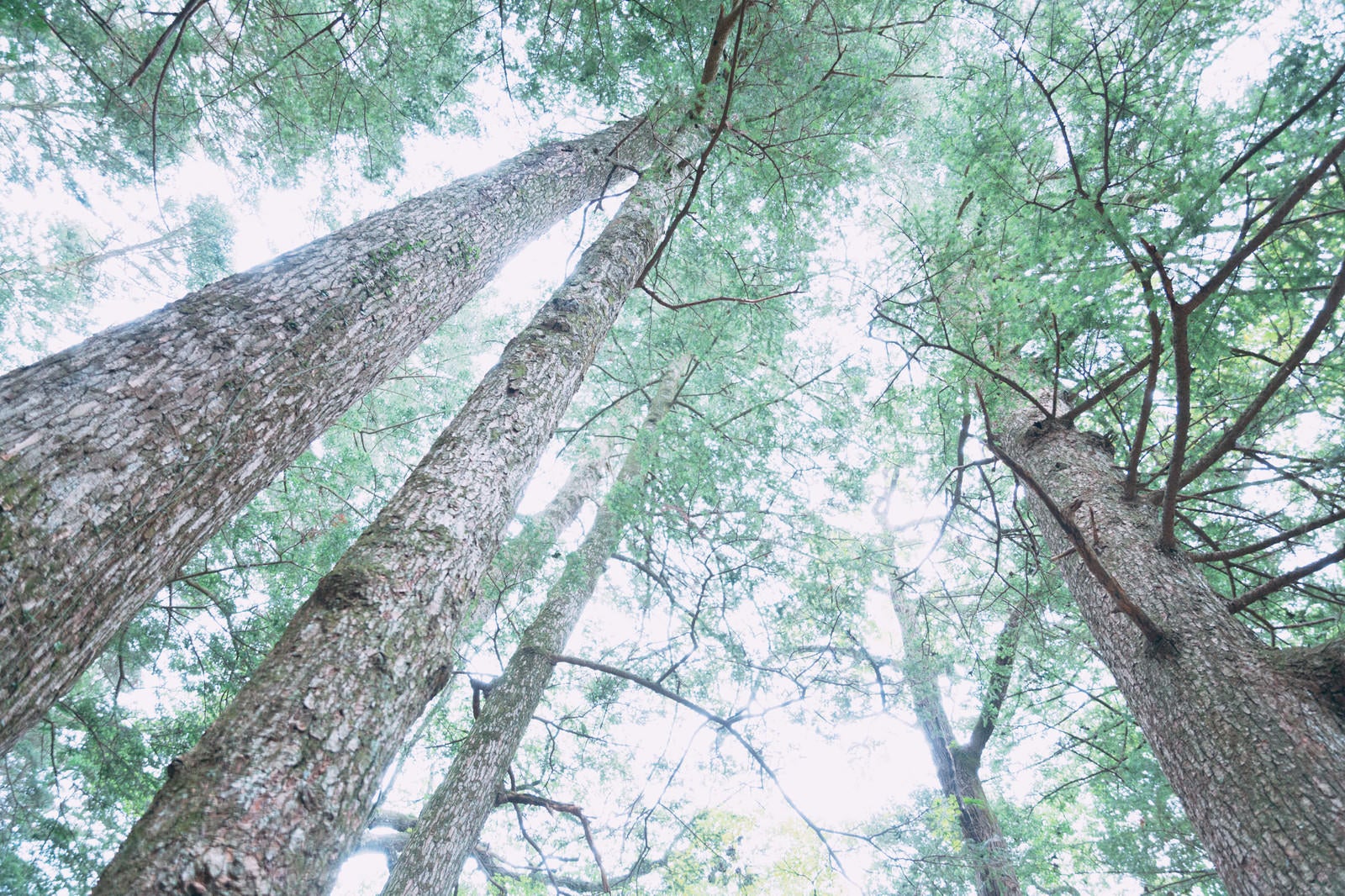 「見上げた杉の木々」の写真