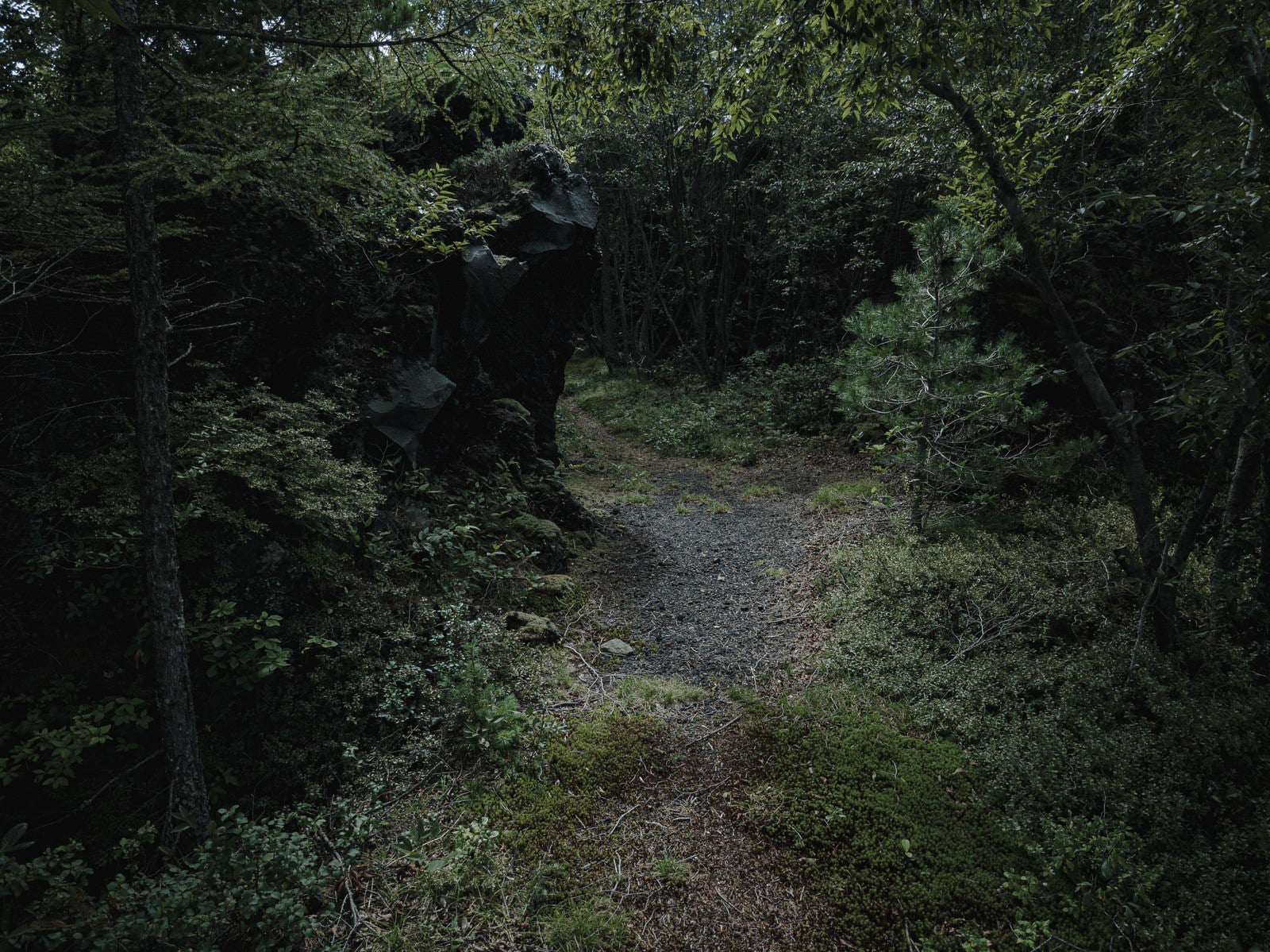「森の分かれ道」の写真