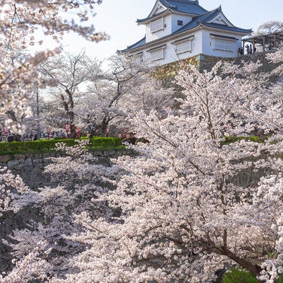 公園内に咲く桜と津山城跡（備中櫓）の写真